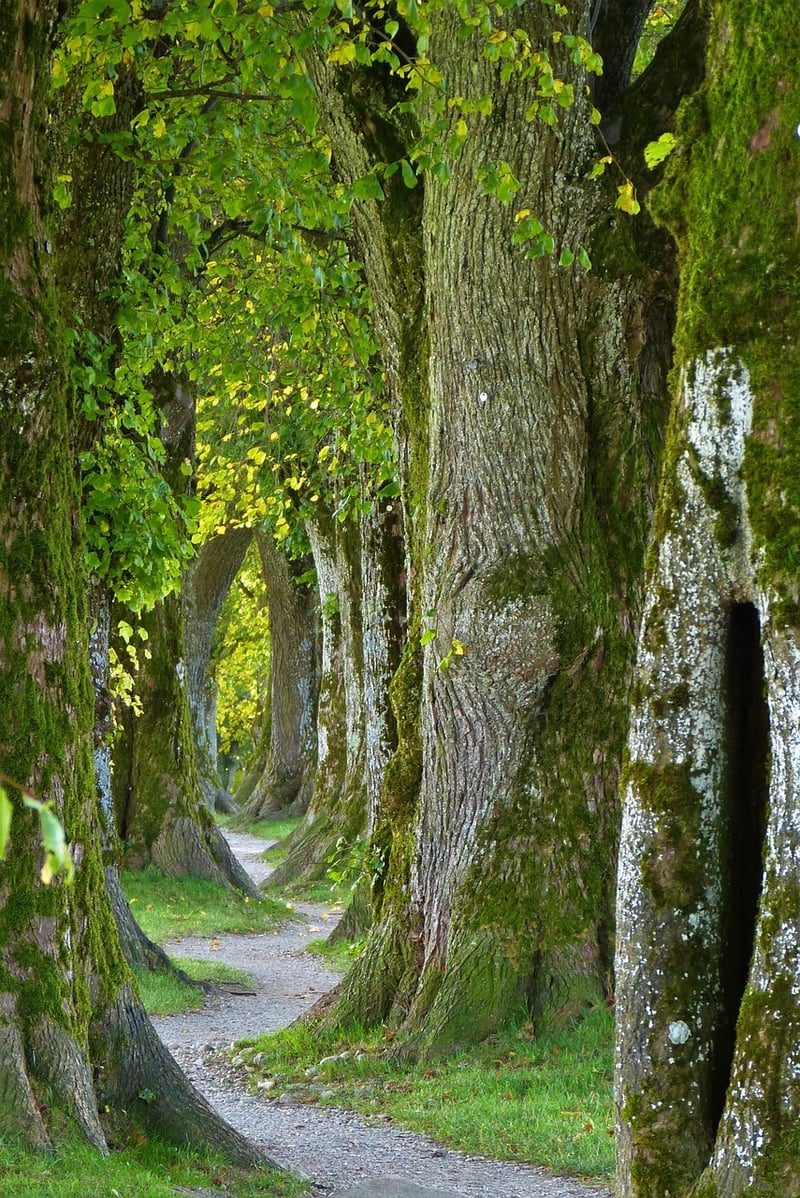 Mindful Walking Trail